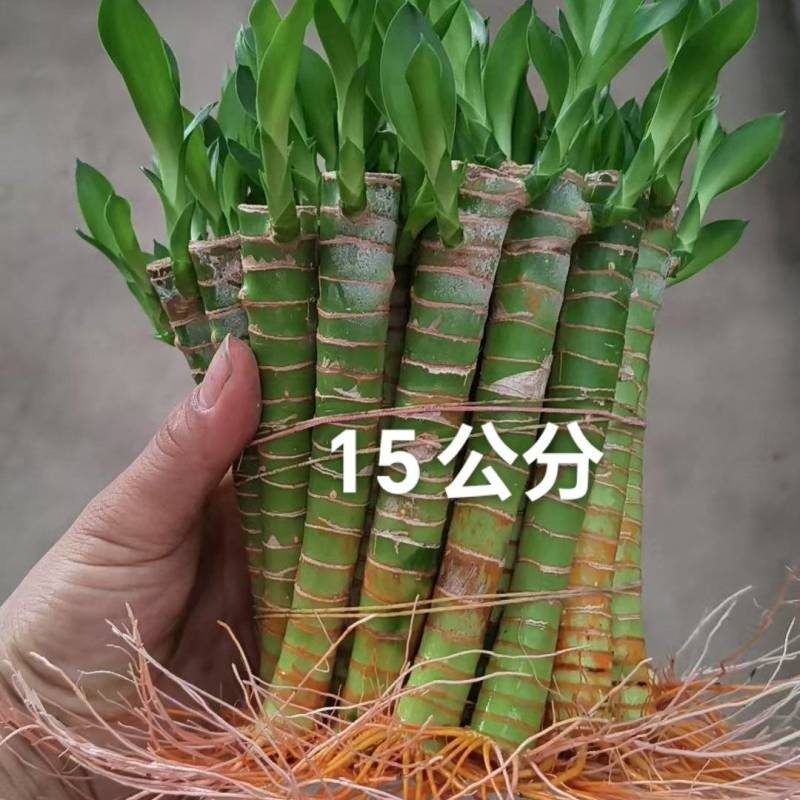 文昌富贵竹旺学业财运桌面小盆栽水培土培好养易活