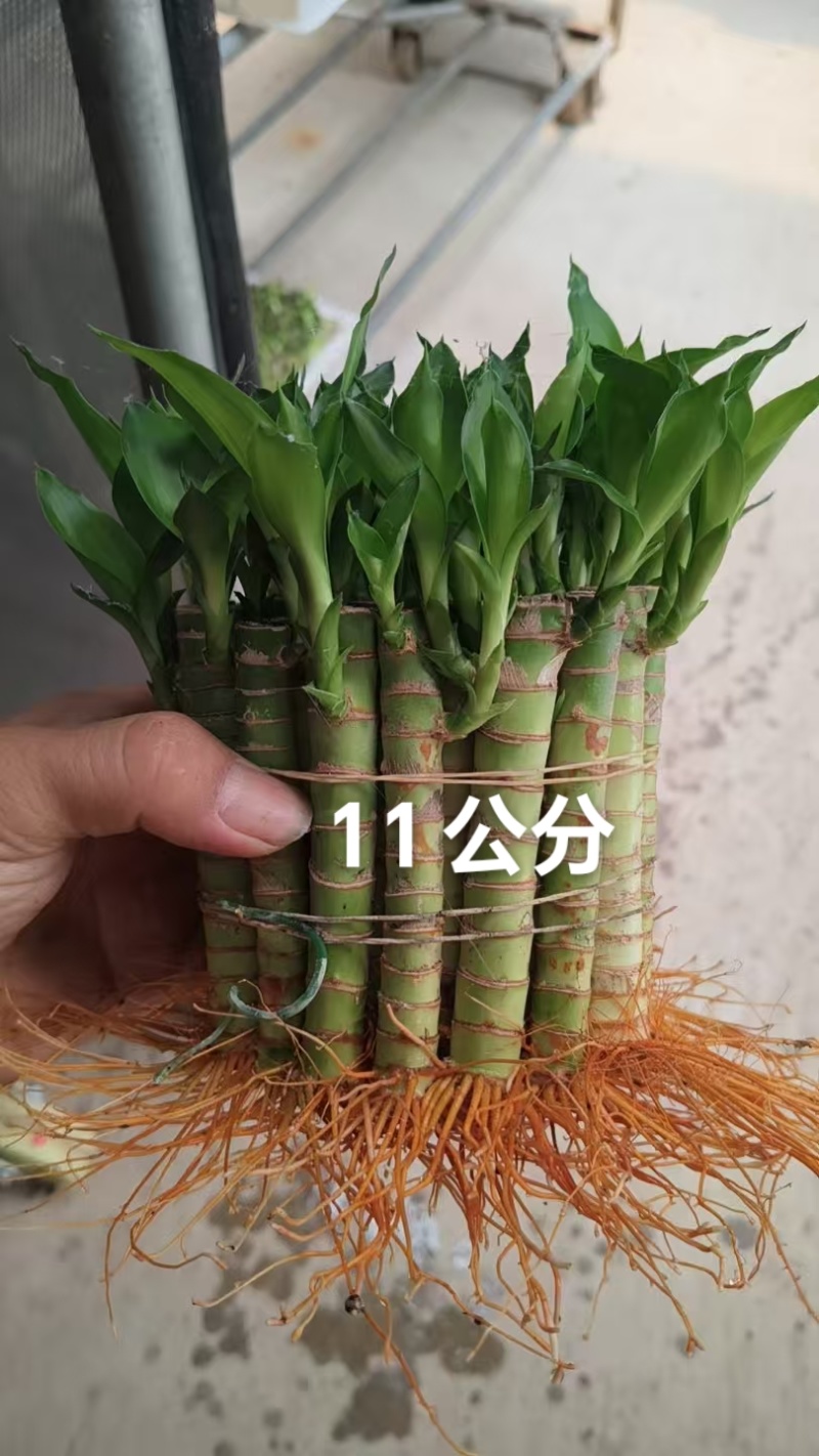 文昌富贵竹旺学业财运桌面小盆栽水培土培好养易活