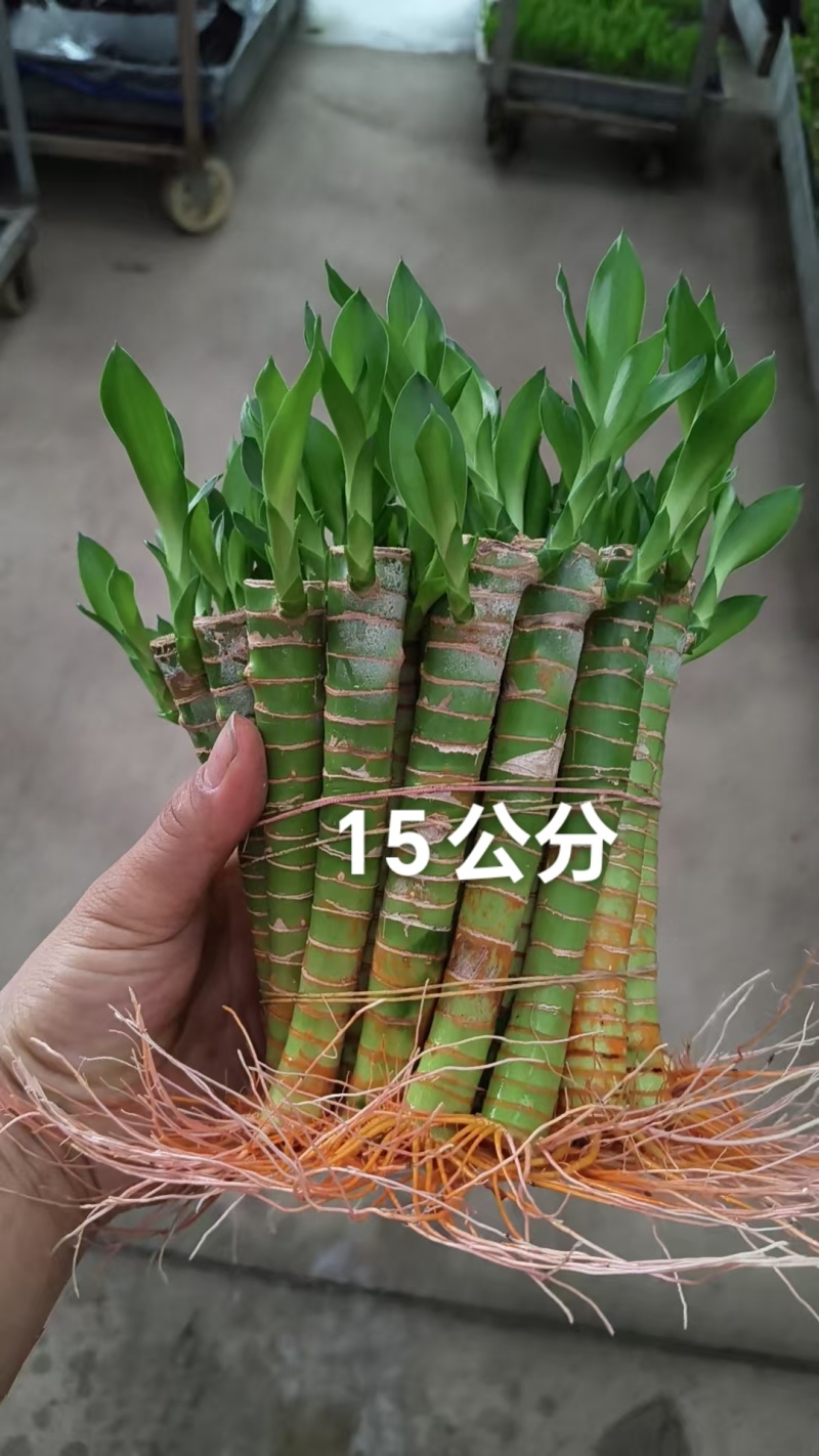 文昌富贵竹旺学业财运桌面小盆栽水培土培好养易活