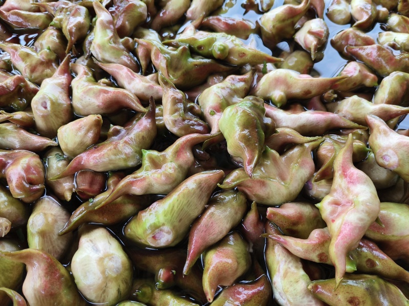 菱角潮州韩江水源优质出品