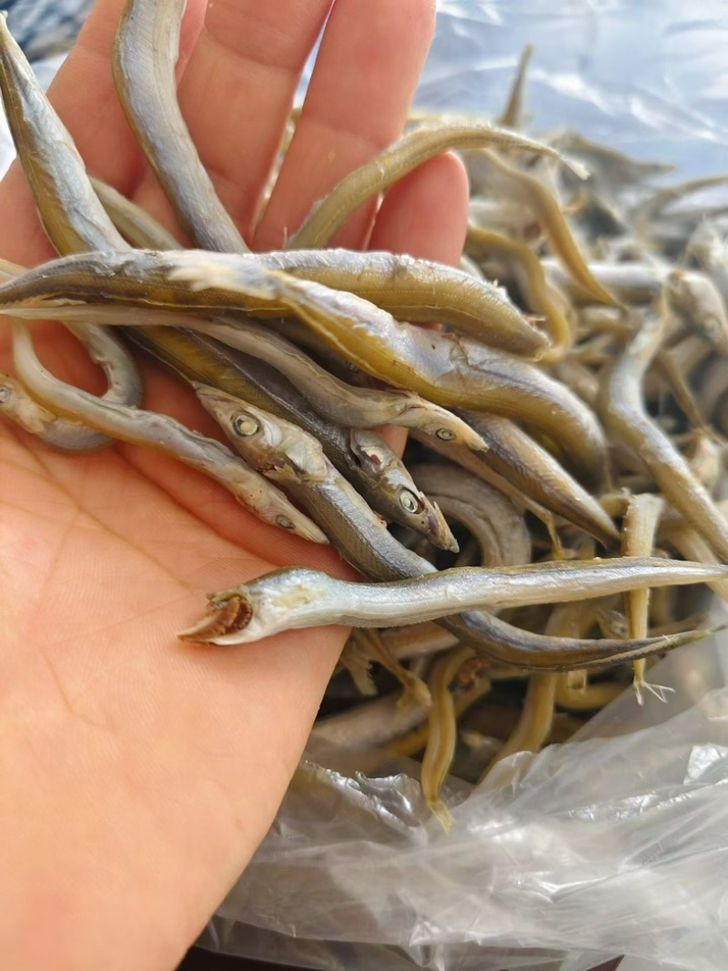 银针鱼新货上市
