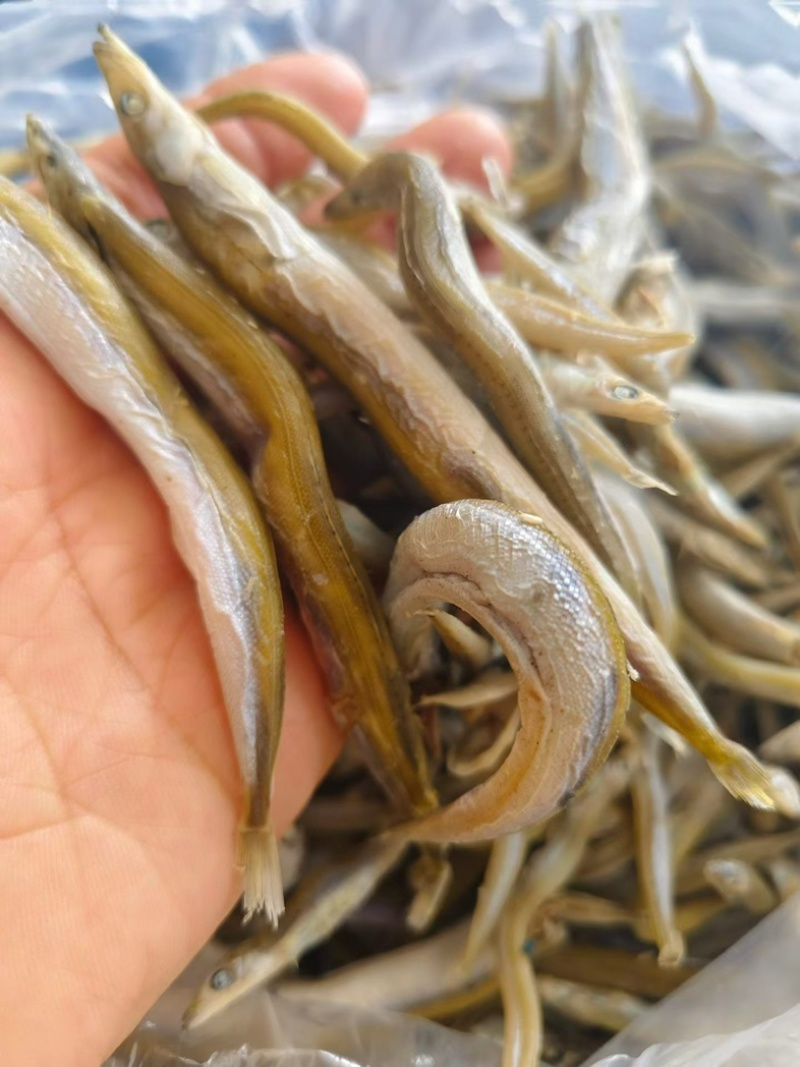 银针鱼新货上市