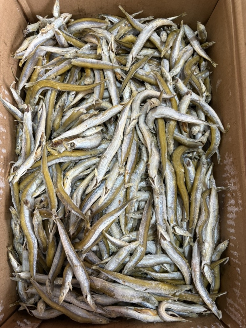 银针鱼新货上市