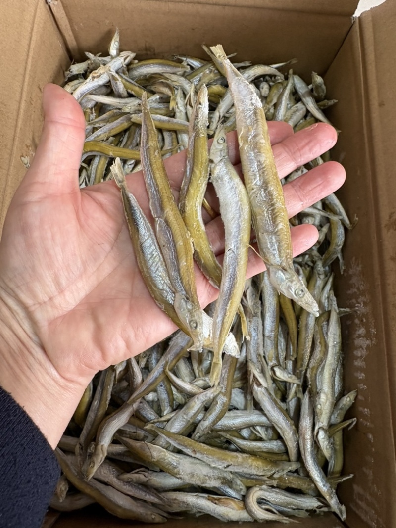 银针鱼新货上市
