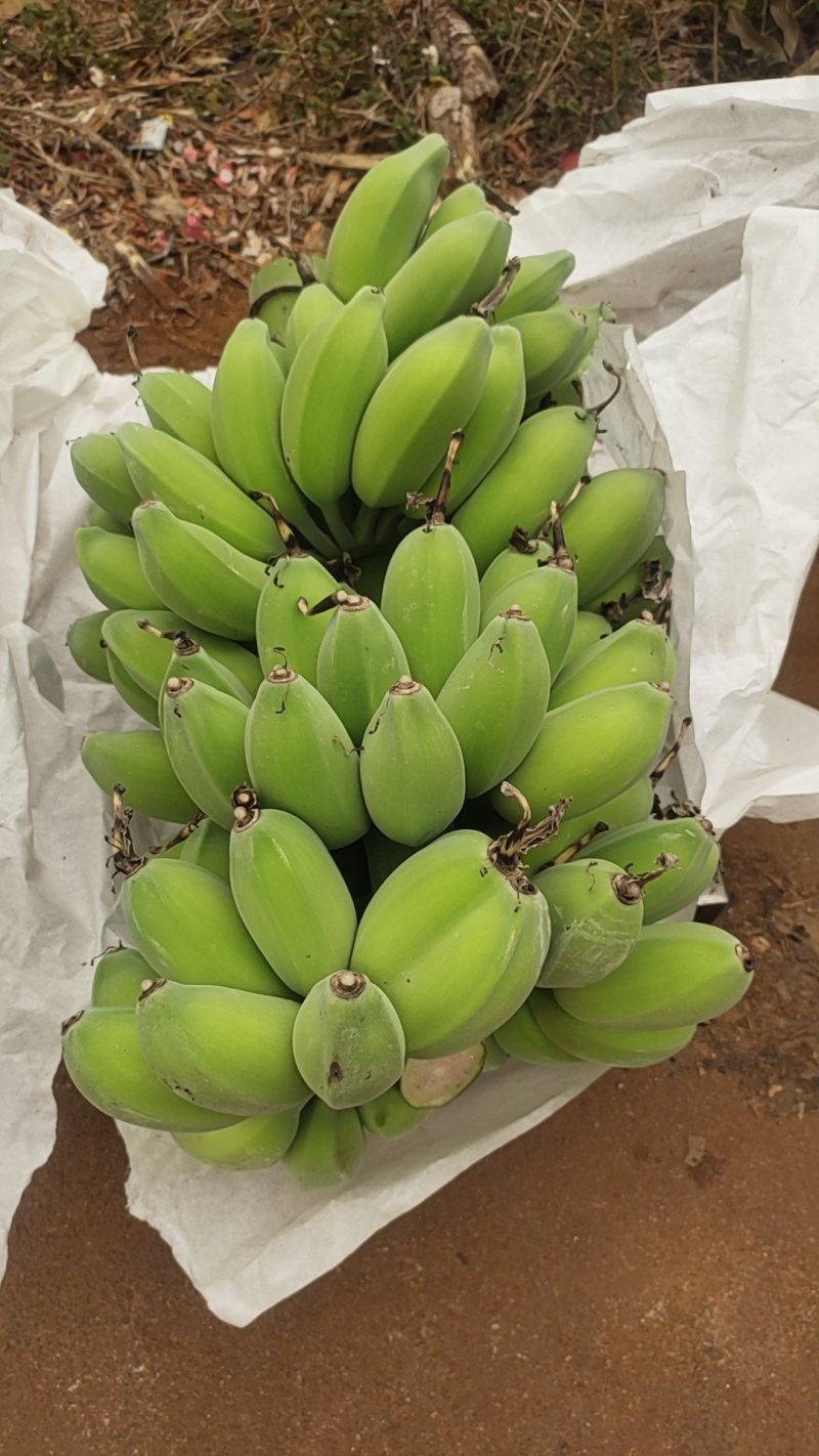 苹果蕉粉蕉大量上市，欢迎联系咨询价格可以随时谈