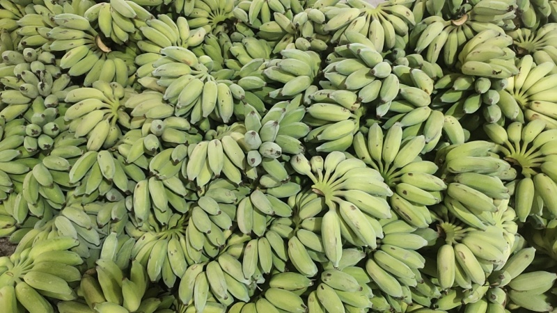 苹果蕉粉蕉大量上市，欢迎联系咨询价格可以随时谈