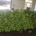 苹果蕉粉蕉大量上市，欢迎联系咨询价格可以随时谈