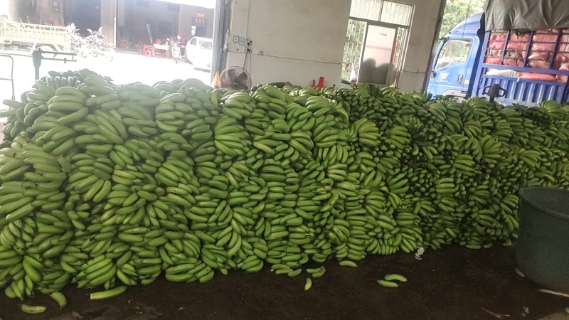 苹果蕉粉蕉大量上市，欢迎联系咨询价格可以随时谈