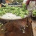 苹果蕉粉蕉大量上市，欢迎联系咨询价格可以随时谈