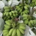 大量供应苹果蕉粉蕉产地现摘现发品质保证欢迎来电