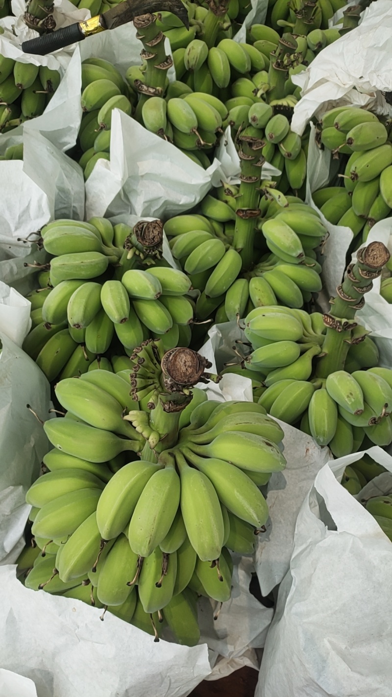 大量供应苹果蕉粉蕉产地现摘现发品质保证欢迎来电