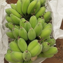 大量供应苹果蕉粉蕉产地现摘现发品质保证欢迎来电