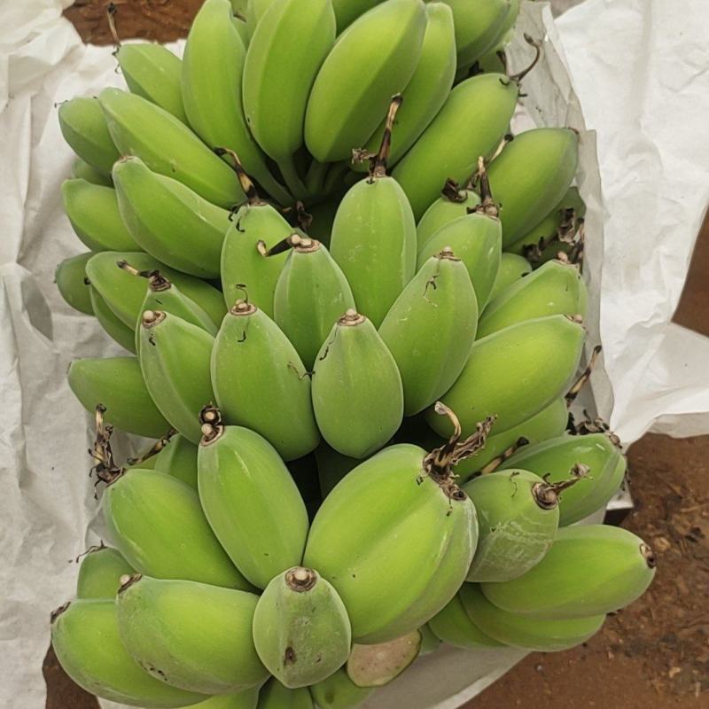 大量供应苹果蕉粉蕉产地现摘现发品质保证欢迎来电