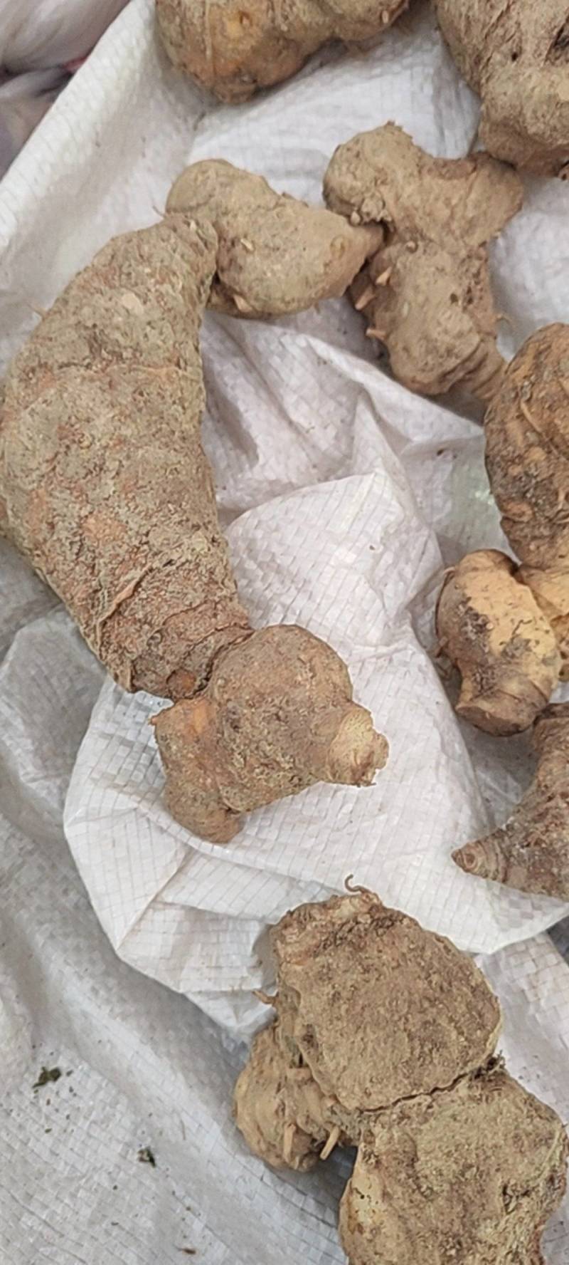 高山野生甜黄精姜形黄精，多花黄精无硫干货
