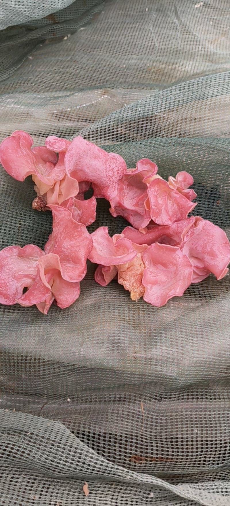 红木耳，也叫粉木耳贵妃木耳