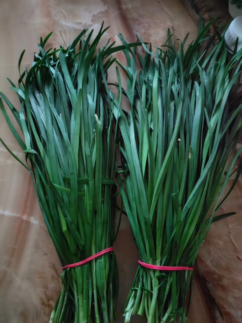 精品小叶韭菜大量供应，对接全国客户，基地直发