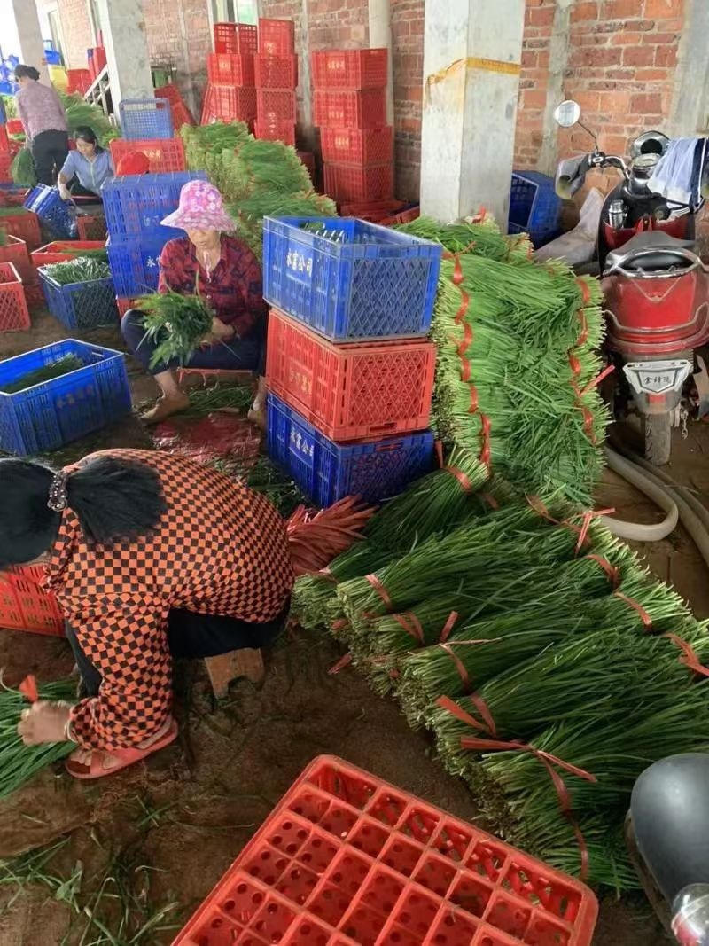 精品小叶韭菜大量供应，对接全国客户，基地直发
