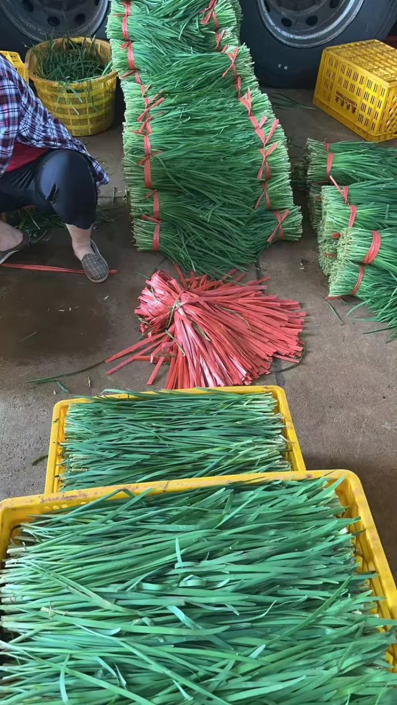 精品小叶韭菜大量供应，对接全国客户，基地直发