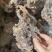 【卤味】卤大块碎牛肉全熟可对接商超餐饮可视频可现货供应