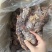 【卤味】卤大块碎牛肉全熟可对接商超餐饮可视频可现货供应
