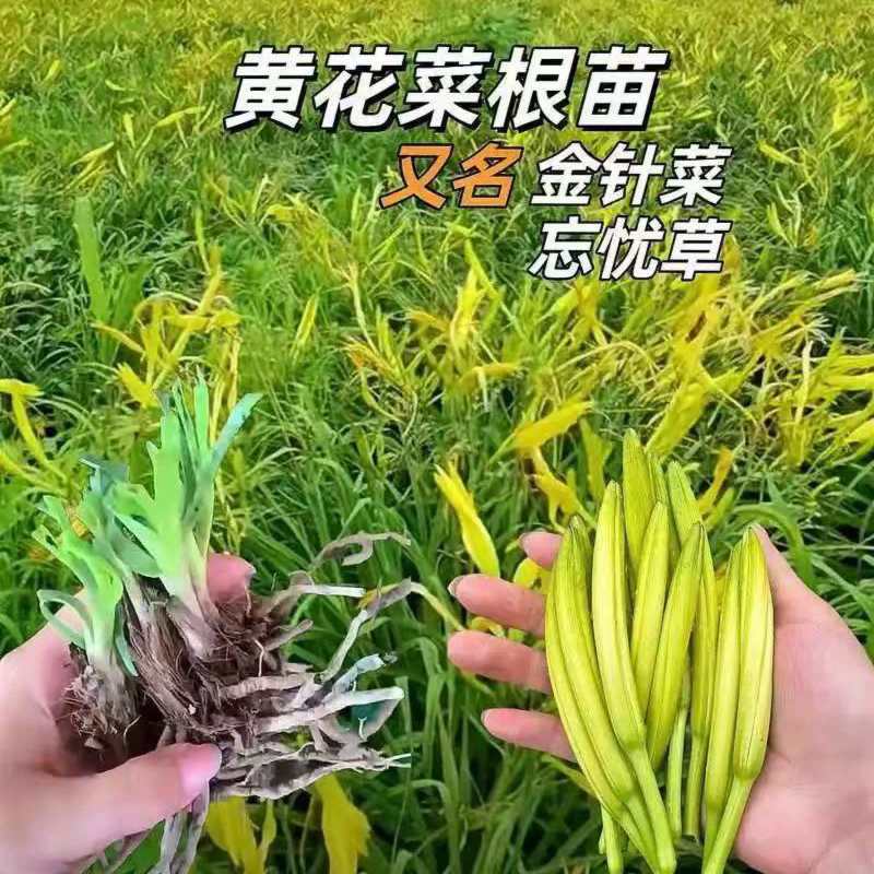 黄花菜大量有货对接全国客户，一手货源，欢迎咨询