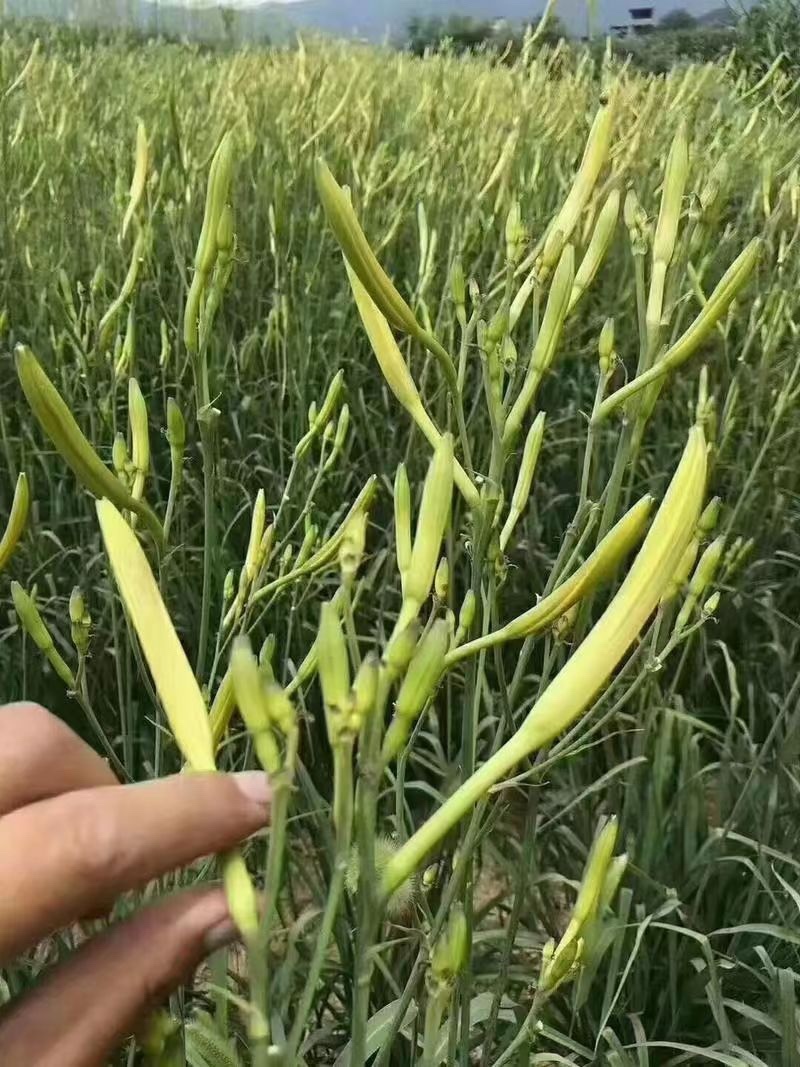 黄花菜大量有货对接全国客户，一手货源，欢迎咨询