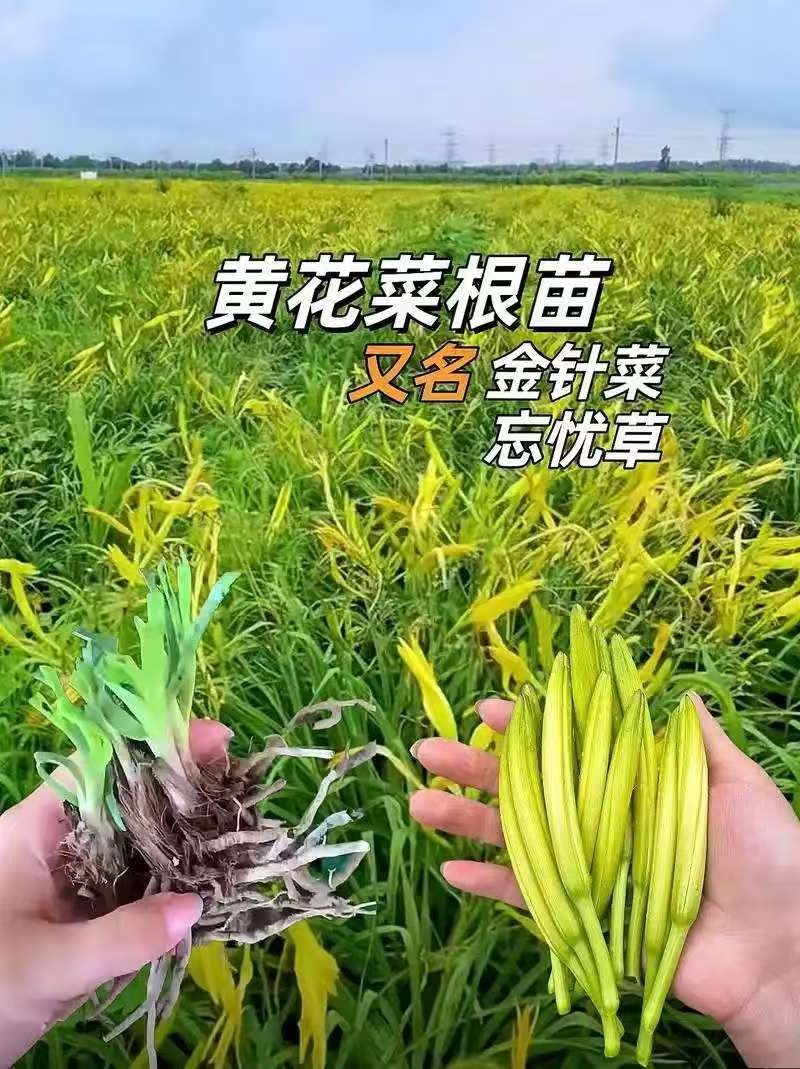 黄花菜大量有货对接全国客户，一手货源，欢迎咨询