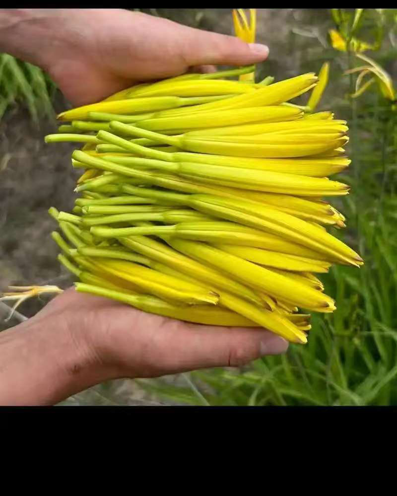 黄花菜大量有货对接全国客户，一手货源，欢迎咨询