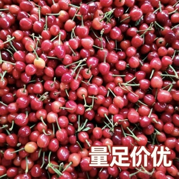 河南南阳夕阳红樱桃，产地直发，大量供应，欢迎来电咨询