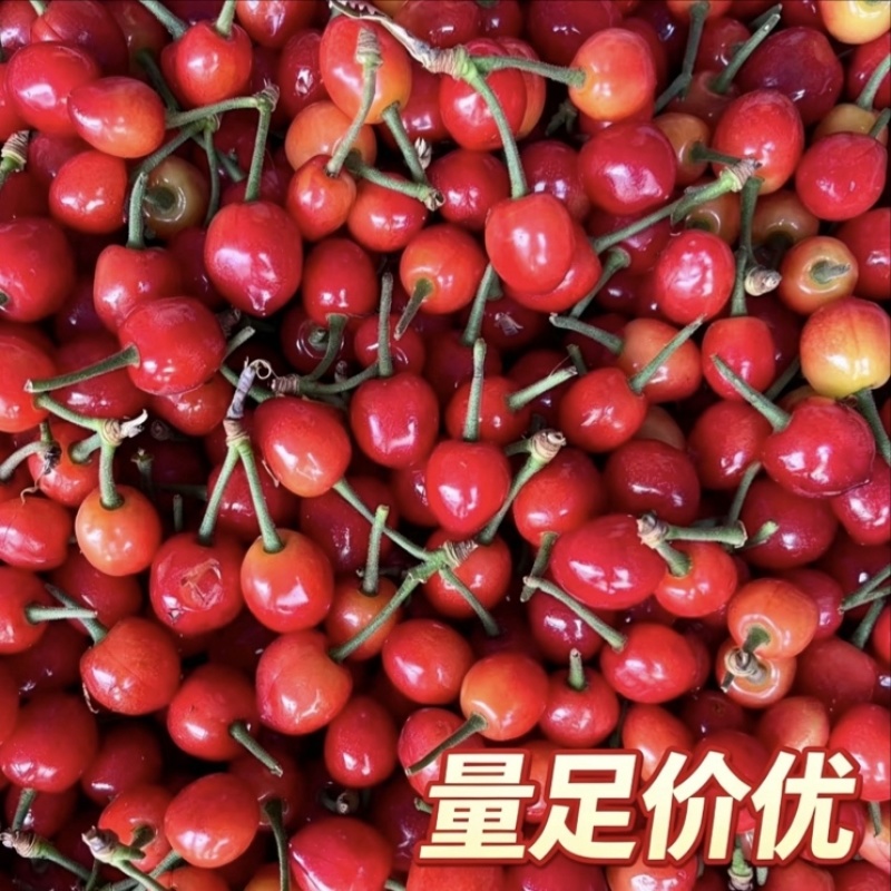 河南省内乡县夕阳红樱桃，一手货源，支持全国发货，可批发
