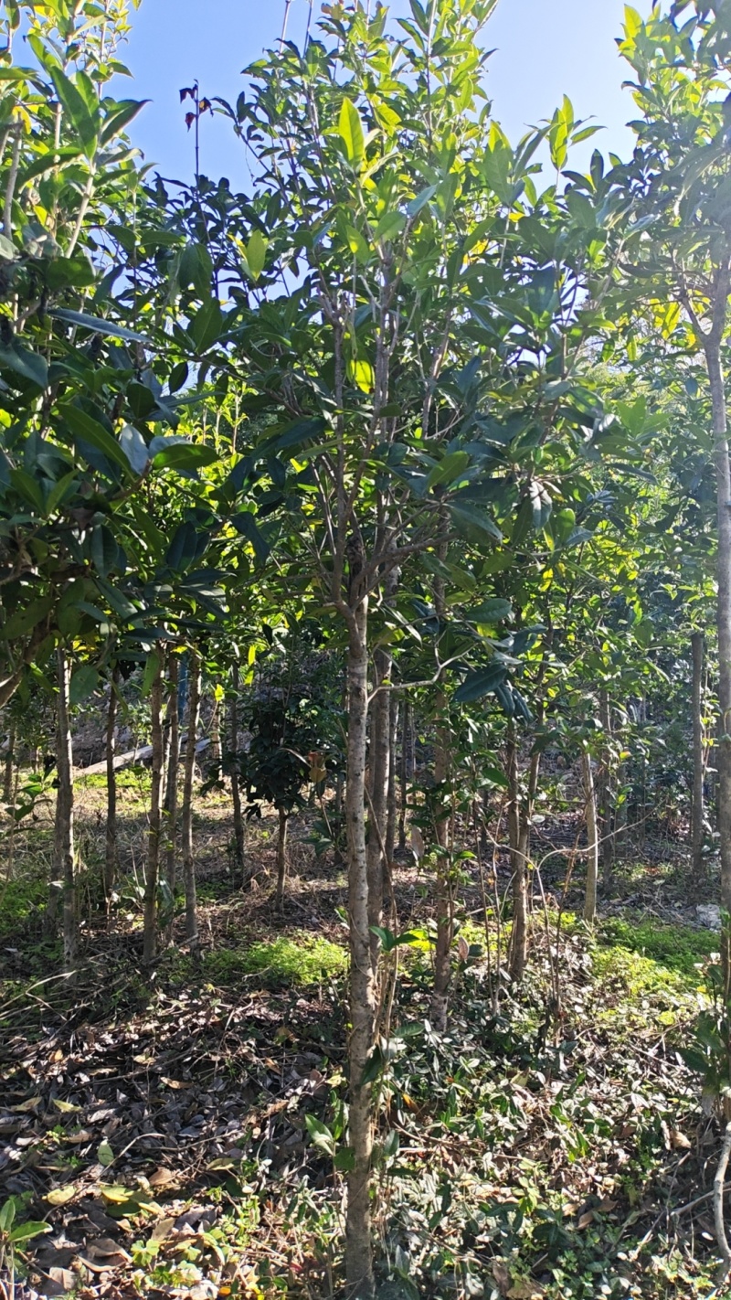退田处理公分树苗桂花树金桂丹桂八月占地征地盆栽庭院正宗桂