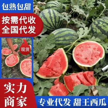 山东甜王西瓜包熟包甜一手货源对接市场商超电商