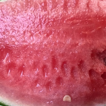 珍珠红西瓜