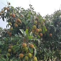 白糖罂荔枝