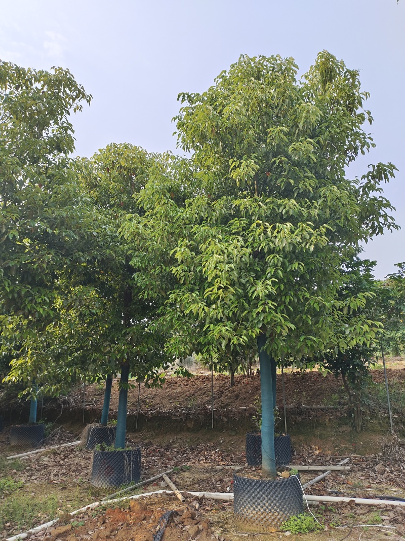 香樟2～50分