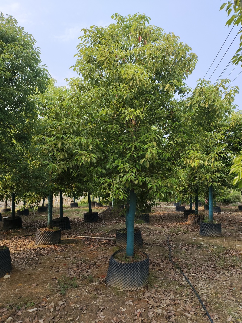香樟2～50分