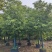 香樟2～50分