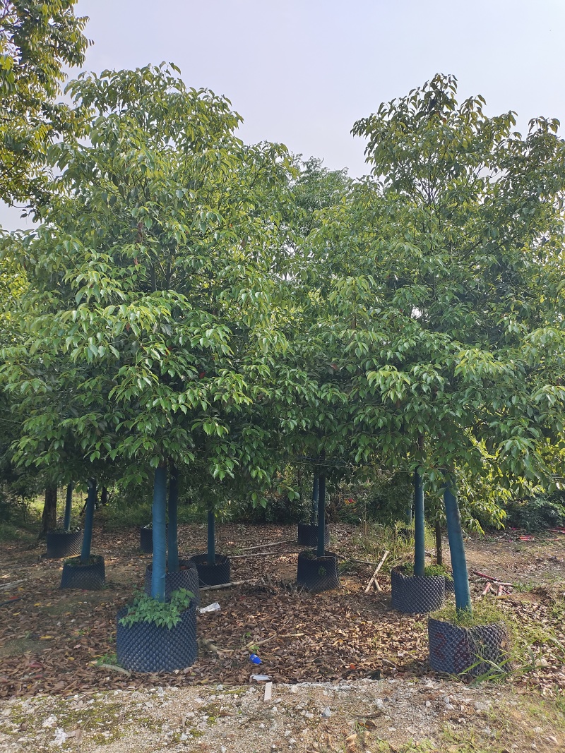 香樟2～50分