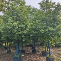 香樟2～50分