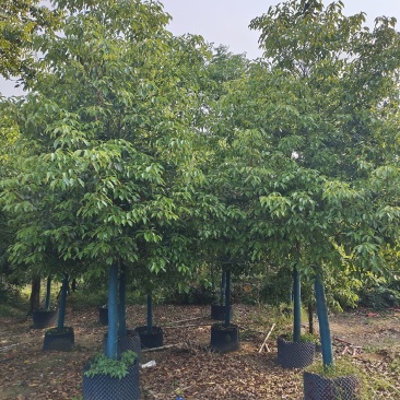 香樟2～50分