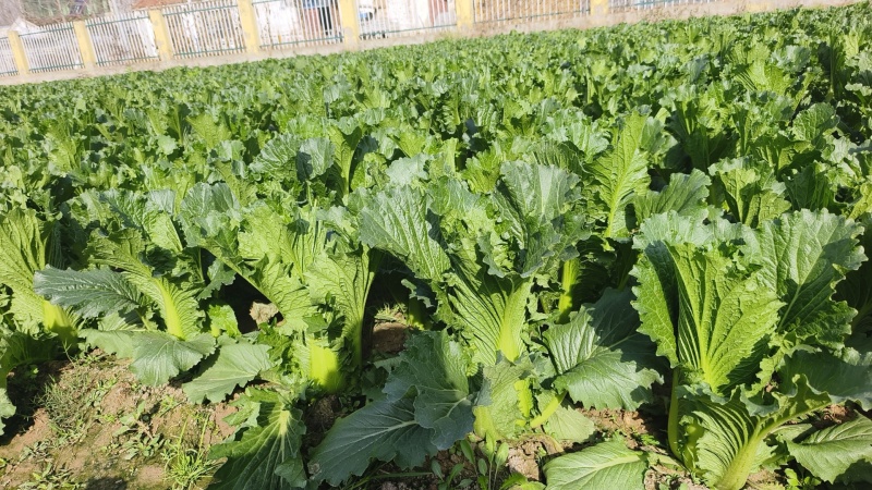菏泽龙芽菜对接电商，商贸市厂，千亩基地可实地考察