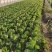 菏泽龙芽菜对接电商，商贸市厂，千亩基地可实地考察