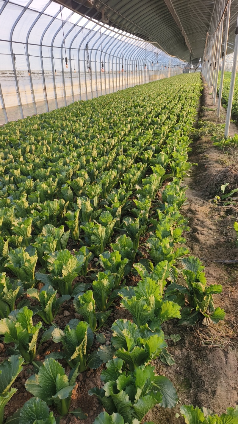 菏泽龙芽菜对接电商，商贸市厂，千亩基地可实地考察