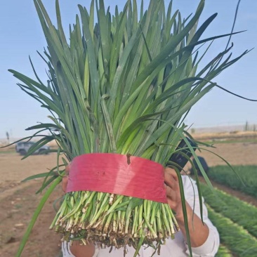 宁夏大叶韭菜，产地直发量大从优，欢迎老板视频看货