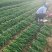 宁夏大叶韭菜，产地直发量大从优，欢迎老板视频看货