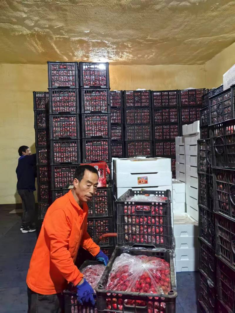 陕西精品甜红子山楂品质高价格实惠手工挑选颗颗饱满