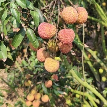 白糖罂荔枝5月一开始摘有上万斤