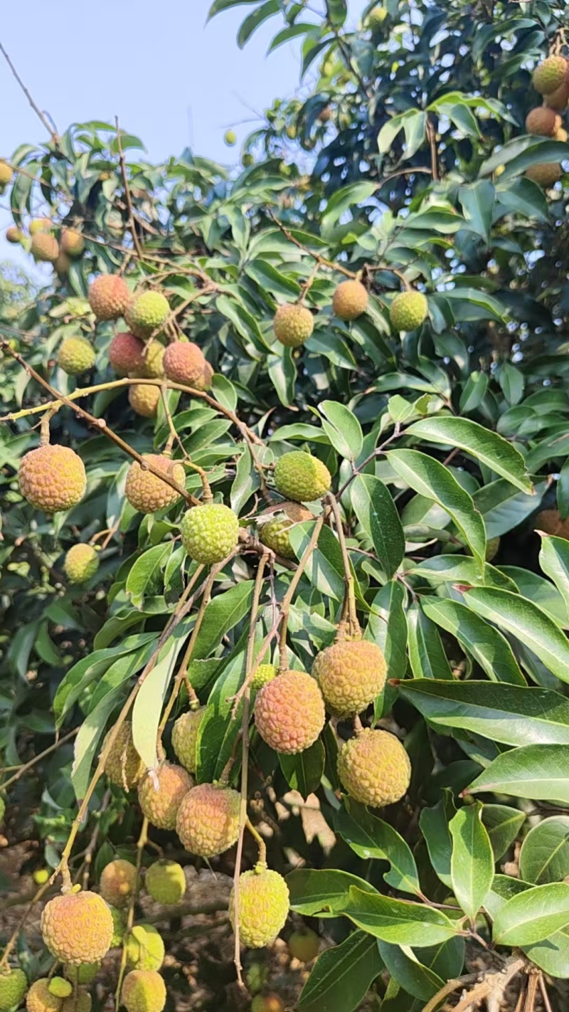 白糖罂荔枝5月一开始摘有上万斤