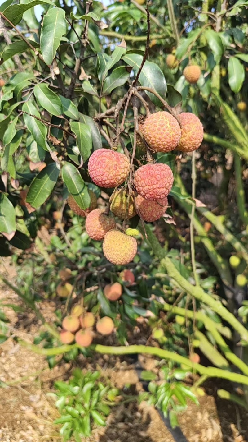 白糖罂荔枝5月一开始摘有上万斤