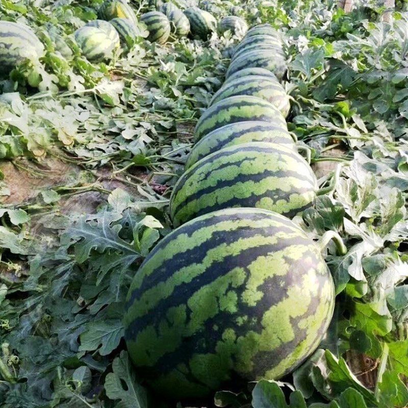 江苏一手货源美都西瓜价格美丽整车有货量大从优欢迎询价